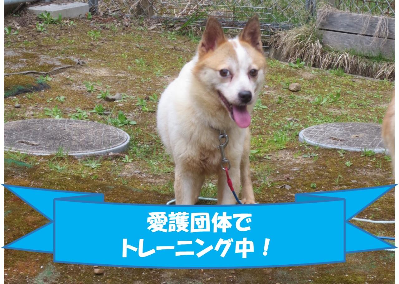 犬の写真